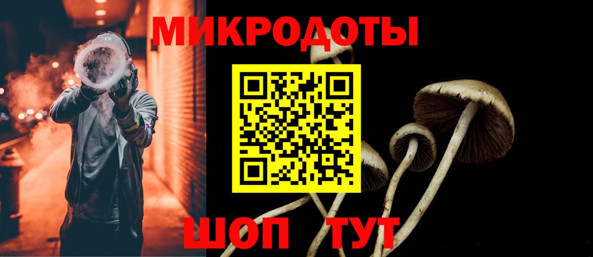 Галлюциногенные грибы Psilocybe Курчалой